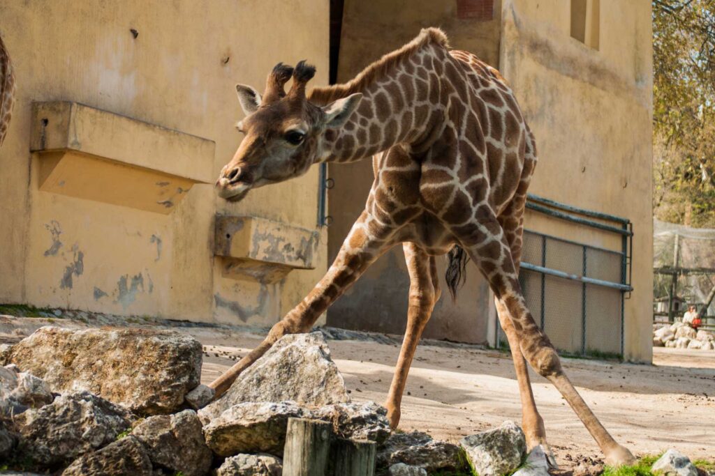 Najciekawsze atrakcje w Lizbonie – Ogród Zoologiczny