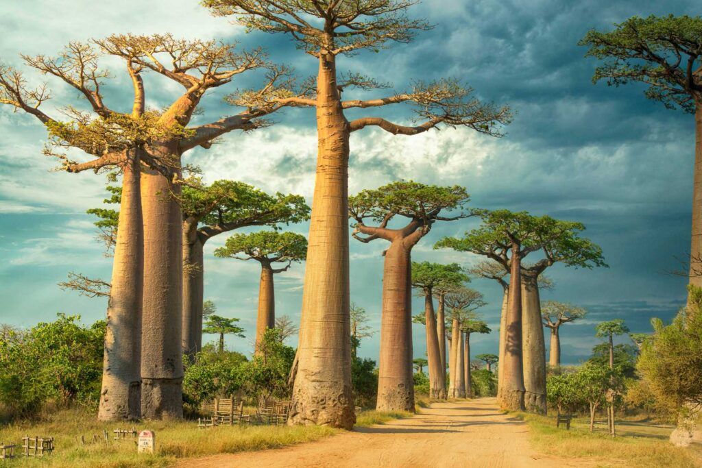 Wakacje w październiku na Madagaskarze — Aleja Baobabów