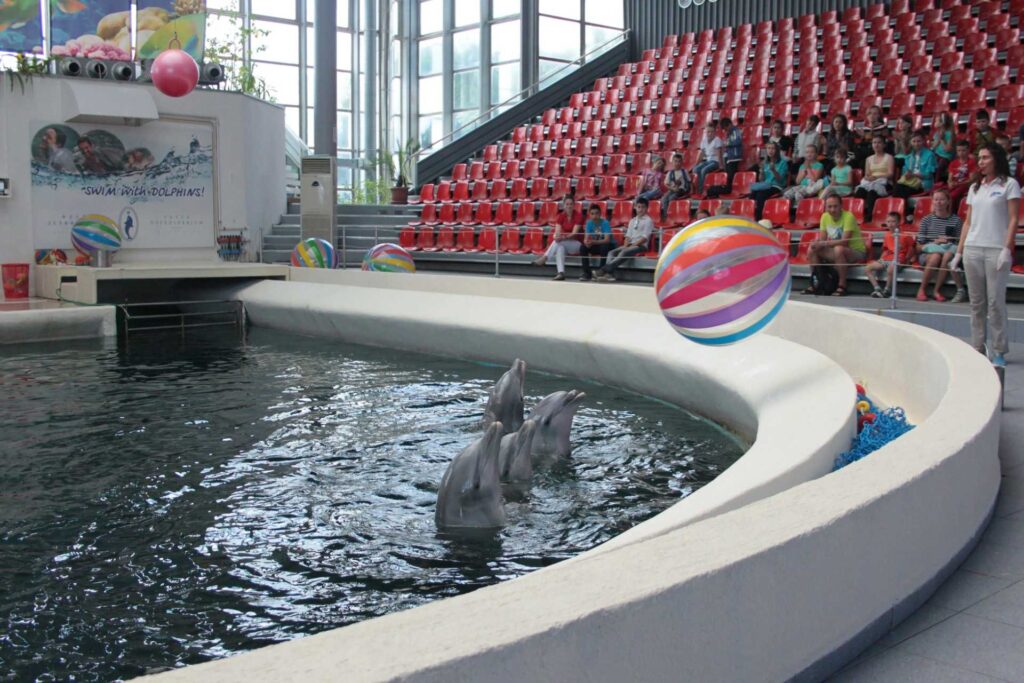 Pokaz delfinów w Delfinarium w Warnie (©Diana Dimitrova / Depositphotos.com)